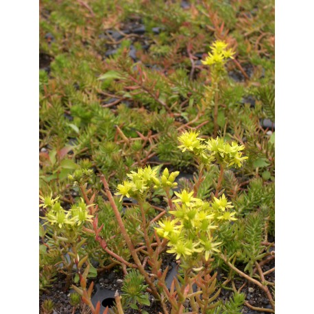 Sedum reflexum ssp. rupestre, 50 Pflanzen im 5/6 cm Topf