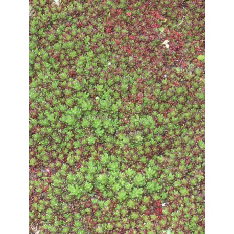 Sedum album Coral Carpet, 50 Pflanzen im 5/6 cm Topf Sedum album Coral Carpet, 50 Pflanzen im 5/6 cm Topf