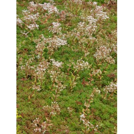 Sedum album Coral Carpet, 50 Pflanzen im 5/6 cm Topf
