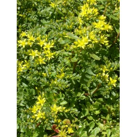 Sedum hybridum Immergrünchen, 50 Pflanzen im 5/6 cm Topf