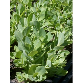 Sedum telephium Herbstfreude, 50 Pflanzen im 5/6 cm Topf