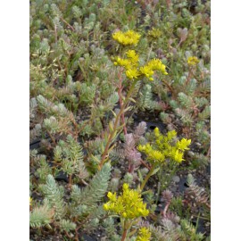 Sedum reflexum, 50 Pflanzen im 5/6 cm Topf