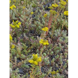 Sedum reflexum, 50 Pflanzen im 5/6 cm Topf