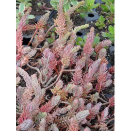 Sedum reflexum, 50 Pflanzen im 5/6 cm Topf