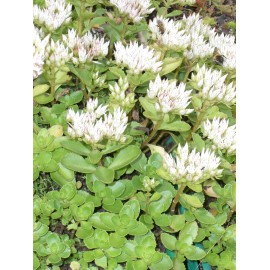 Sedum spurium Album Superbum, 50 Pflanzen im 5/6 cm Topf