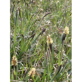 Carex flacca - Blaugrüne Segge, 6 Pflanzen im 5/6 cm Topf