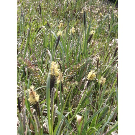 Carex flacca - Blaugrüne Segge, 50 Pflanzen im 5/6 cm Topf
