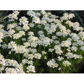 Iberis sempervirens - Schleifenblume, 6 Pflanzen im 5/6 cm Topf