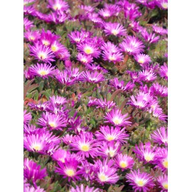 Delosperma sutherlandii - Mittagsblume, 3 Pflanzen