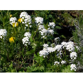 Iberis sempervirens - Schleifenblume, 6 Pflanzen im 5/6 cm Topf