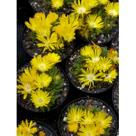 Delosperma congestum - Gedrängte Mittagsblume, 3 Pflanzen