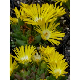 Delosperma congestum - Gedrängte Mittagsblume, 3 Pflanzen