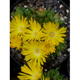 Delosperma congestum - Gedrängte Mittagsblume, 3 Pflanzen