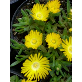 Delosperma congestum - Gedrängte Mittagsblume, 3 Pflanzen