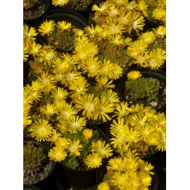 Delosperma congestum - Gedrängte Mittagsblume, 3 Pflanzen