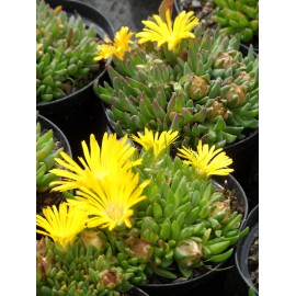 Delosperma congestum - Gedrängte Mittagsblume, 3 Pflanzen