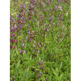 Salvia officinalis - Echter Salbei, 6 Pflanzen im 5/6 cm Topf