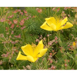 Hypericum polyphyllum - Zwerg-Johanniskraut, 6 Pflanzen im 5/6 cm Topf