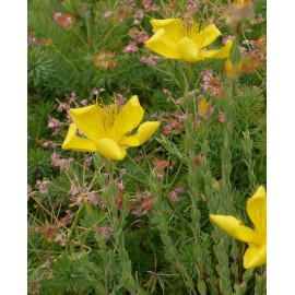 Hypericum polyphyllum - Zwerg-Johanniskraut, 6 Pflanzen im 5/6 cm Topf