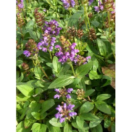 Prunella grandiflora - Braunelle, 6 Pflanzen im 5/6 cm Topf