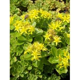 Sedum hybridum Immergrünchen, 6 Pflanzen im 5/6 cm Topf