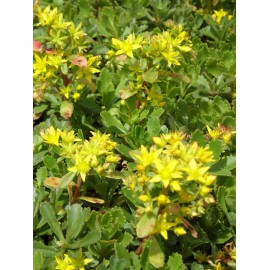 Sedum hybridum Immergrünchen, 6 Pflanzen im 5/6 cm Topf