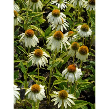 Echinacea purpurea Alba - Weisser Sonnenhut, 3 Pflanzen Echinacea purpurea Alba - Weisser Sonnenhut, 3 Pflanzen