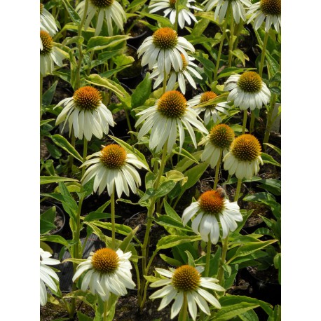 Echinacea purpurea Alba - Weisser Sonnenhut, 3 Pflanzen