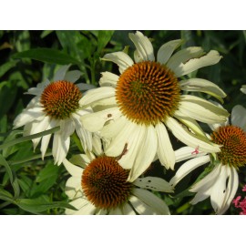 Echinacea purpurea Alba - Weisser Sonnenhut, 3 Pflanzen