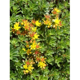 Sedum floriferum Weihenstephaner Gold, 50 Pflanzen im 5/6 cm Topf