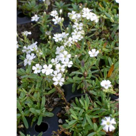 Gypsophila repens weiß - Zwergschleierkraut, 6 Pflanzen im 5/6 cm Topf