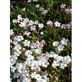 Gypsophila repens weiß - Zwergschleierkraut, 6 Pflanzen im 5/6 cm Topf