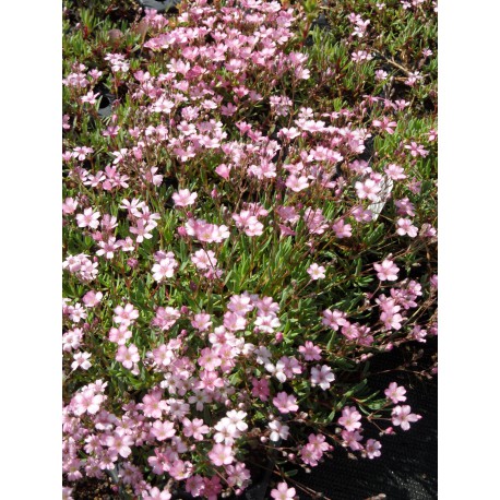 Gypsophila repens rosa - Zwergschleierkraut, 6 Pflanzen im 5/6 cm Topf