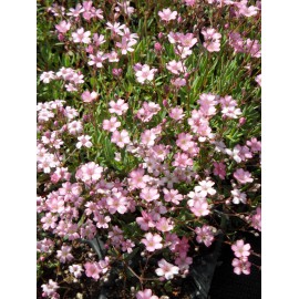 Gypsophila repens rosa - Zwergschleierkraut, 6 Pflanzen im 5/6 cm Topf