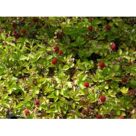 Duchesnea indica - Trug-Erdbeere, 6 Pflanzen im 5/6 cm Topf