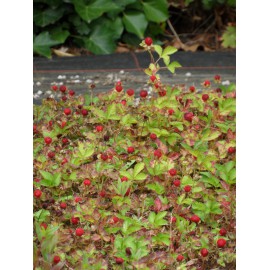 Duchesnea indica - Trug-Erdbeere, 6 Pflanzen im 5/6 cm Topf