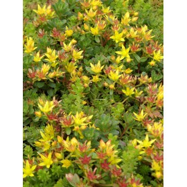 Sedum floriferum Weihenstephaner Gold, 6 Pflanzen im 5/6 cm Topf