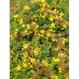 Sedum floriferum Weihenstephaner Gold, 6 Pflanzen im 5/6 cm Topf